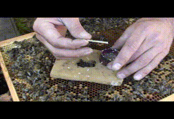 Метка матки.gif