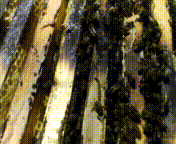 V_20170120_131423 ).gif