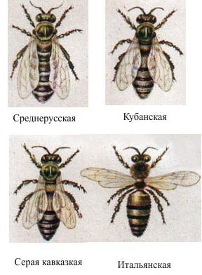 породы-пчел_porody-pchel.jpg