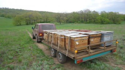 Перевозка пчел на лесной точек (2015)..JPG