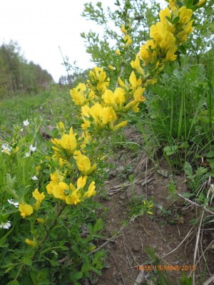 2015-05-19 10-56-20.JPG