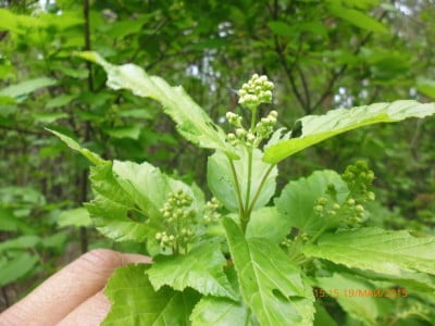 2015-05-19 11-15-14.JPG