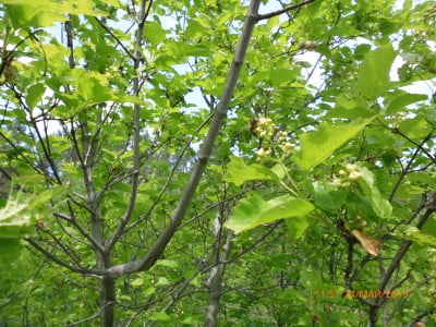 2015-05-24 07-51-56.JPG