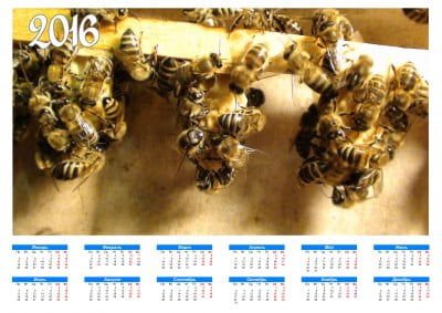 календарь 2016.jpg