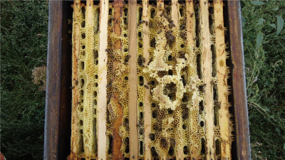 Гнездо перед зимовкой..png