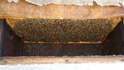 Количество пчелы в отводке на внешней стороне кроющей рамки на 10-сятый день по формированию..JPG