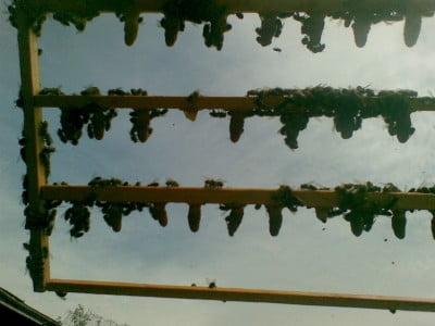 Пасека Маточники 13.05.07(1).jpg