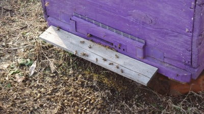 Очистка улья после облета..JPG