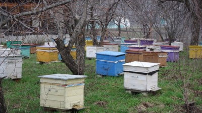 Пасека. (2).JPG