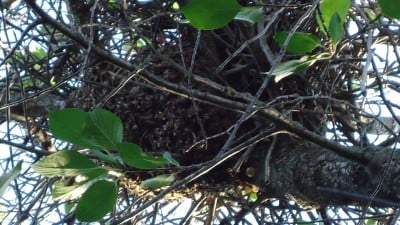 Рой привился на сорочином гнезде..JPG