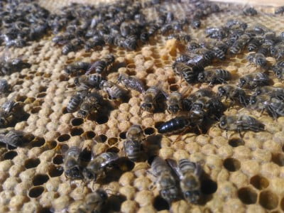 Дочинец P_20160629_081557.jpg