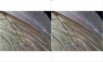 рыжая пчела.jpg