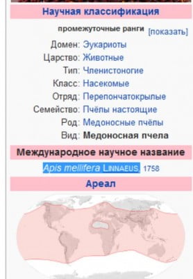 Apis mellifera Linnaeus,к.JPG