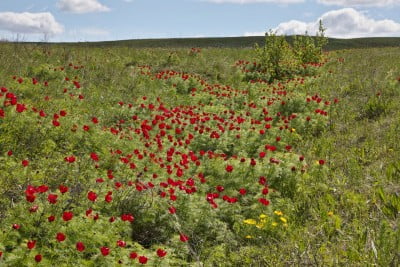 пион узколистный (так называемый дикий).jpg