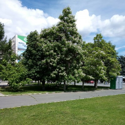 2017-06-25 13-49-41.JPG