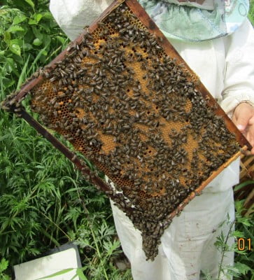 Наши бородатые СР пчелки (1).JPG