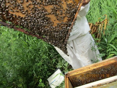 Наши бородатые СР пчелки (2).JPG