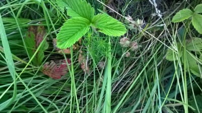 WP_20170630_21_03_31_Pro 1.jpg