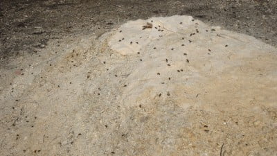 Пчелы на мелких опилках (не хватка пыльценосов)..JPG