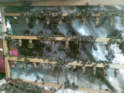 Пасека Маточники 13.05.07.jpg