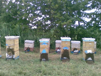 Пасека поле 20 07 2007(001).jpg