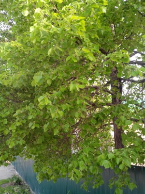 2014-05-11 07-29-08.JPG