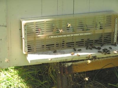 отлов матки и трутня.jpg