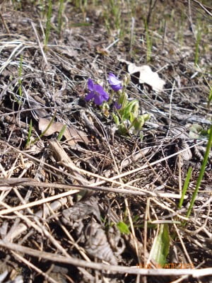 2015-04-18 06-02-38.JPG